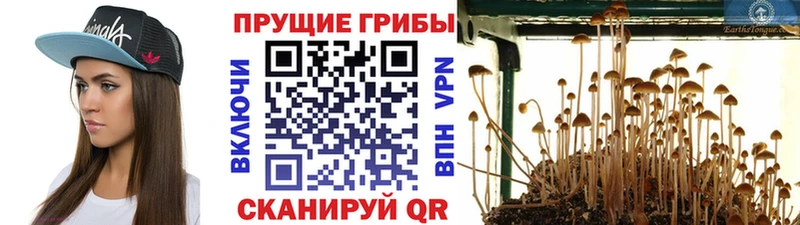 Галлюциногенные грибы мицелий Лахденпохья